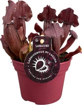 Vleesetende plant – Sarracenia Maroon (Sarracenia Maroon) – Hoogte: 23 cm – van Botanicly