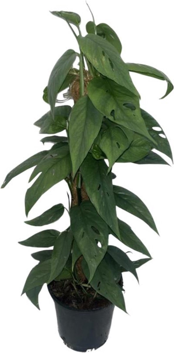 BOTANICLY Groene plant – Epipremnum Cebu Blue (Epipremnum Cebu Blue) – Hoogte: 60 cm – van