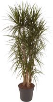 Groene plant – Drakenboom (Dracaena Marginata) – Hoogte: 160 cm – van Botanicly
