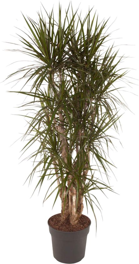 Dracaena draco - Drakenbloedboom - 5 zaden