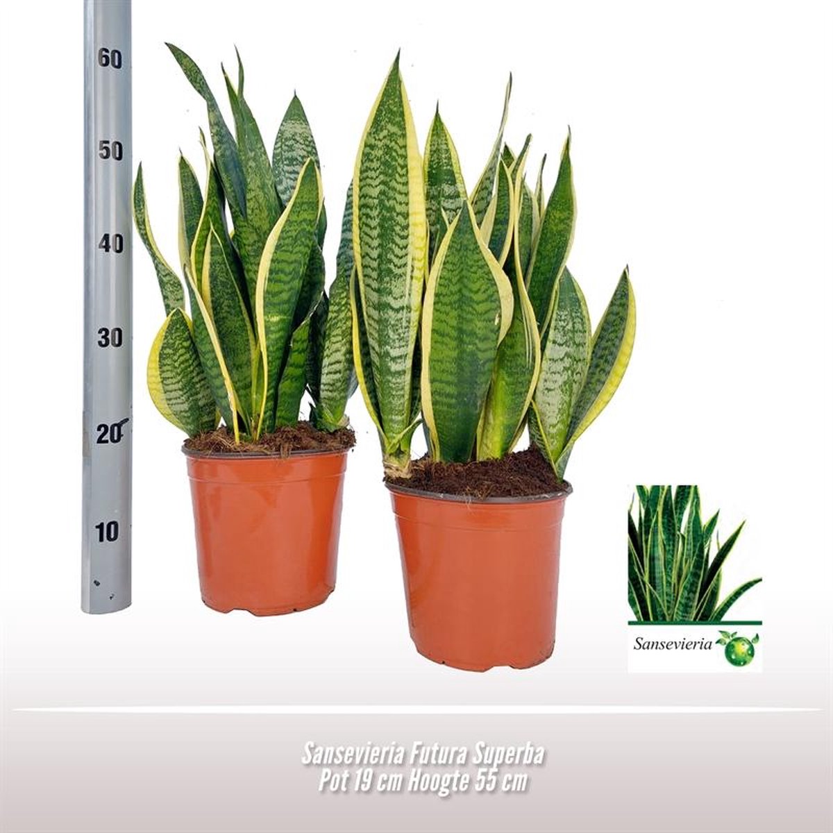 BOTANICLY Groene plant – Vrouwentongen (Sansevieria) – Hoogte: 55 cm – van