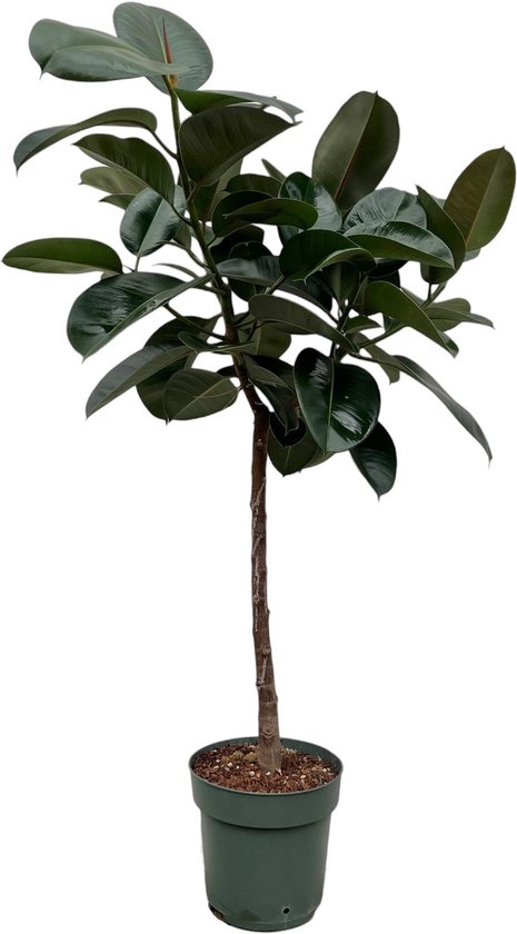 Rubberboom Ficus elastica 'Robusta