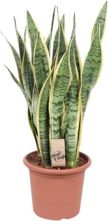 Sansevieria Laurentii XXL (Vrouwentong) - P 30 cm kopen