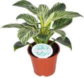 Groene plant – Philodendron (Philodendron Birkin) – Hoogte: 25 cm – van Botanicly