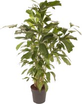 Kamerpalm – Zachte Vinnetjespalm (Caryota mitis) – Hoogte: 150 cm – van Botanicly