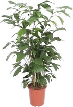 Kamerpalm – Zachte Vinnetjespalm (Caryota mitis) – Hoogte: 140 cm – van Botanicly