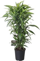 Groene plant – Drakenbloedboom (Dracaena Fragrans Lemon Lime) – Hoogte: 120 cm – van Botanicly