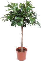 Groene plant – Afrikaanse vijgenboom (Ficus Cyathistipula) – Hoogte: 150 cm – van Botanicly