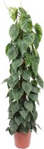 Groene plant – Philodendron (Philodendron scandens) – Hoogte: 150 cm – van Botanicly