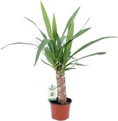 Yucca – Palmlelie (Yucca) – Hoogte: 50 cm – van Botanicly