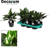 Groene plant – Epipremnum (Aglaonema Maria) – Hoogte: 40 cm – van Botanicly