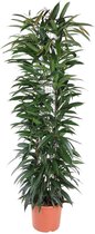 Kamerpalm – Langbladige vijgenboom (Ficus Alii King zuil) – Hoogte: 150 cm – van Botanicly