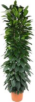 Groene plant – Afrikaanse vijgenboom (Ficus cyatistipula) – Hoogte: 200 cm – van Botanicly