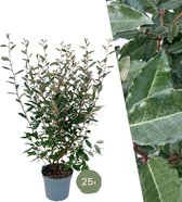 Plants by Frank | 25 grote Olijfwilg planten voor 10 strekkende meter haag | ↨ 100-125 cm in 12 liter pot | Elaeagnus 'Ebbingei Compacta' | haagplanten | winterharde haagplanten | haagplanten