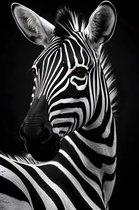 Zebra Poster | Zwart Wit Poster | Dierenposter | Afrika Poster | 61x91cm | Wanddecoratie | Muurposter | MT | Geschikt om in te lijsten