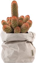 de Zaktus - cactus - Mammillaria Elongata Red - UASHMAMA® paperbag licht grijs - Maat L