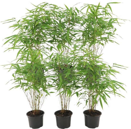 Plants by Frank - 6 Bamboe - 6 x Fargesia Rufa Ø13 cm - ↨25 cm - Bambou non invasif - Bamboe pour l'extérieur