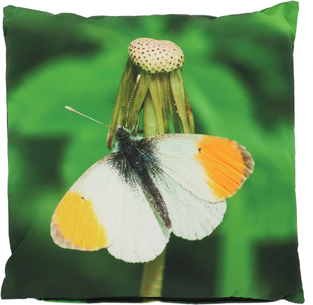 Buitenkussen vlinder oranjetipje L 50 cm x 50 cm - tuinkussen - buitenkussen - outdoorkussen - waterafstotend - vlinderprint - cadeau - geschenk - Nieuwjaar - Kerst - verjaardag