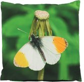 Buitenkussen vlinder oranjetipje L 50 cm x 50 cm - tuinkussen - buitenkussen - outdoorkussen - waterafstotend - vlinderprint - cadeau - geschenk - Nieuwjaar - Kerst - verjaardag