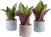 Botanicly - Trio Sanseveria in trendy keramiek - 3 planten - 15cm