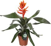 Kokerbromelia (Aechmea Elegant Flames) – Hoogte: 45 cm – Kamerplant van Botanicly