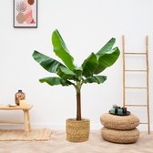 Bananenplant - Musa Tropicana XL hoogte 160cm potmaat 30cm