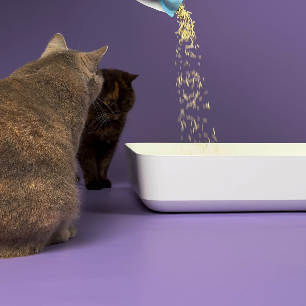 TRIXIE Geschirr met Leine voor katten, gemengde kleuren :: Kat