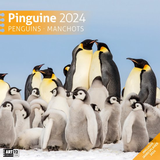 Foto: Pinguine kalender 2024 30x30