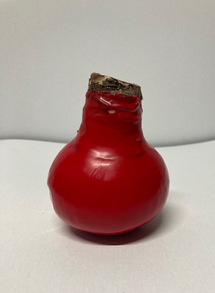 Wax amaryllis rood - wax bol