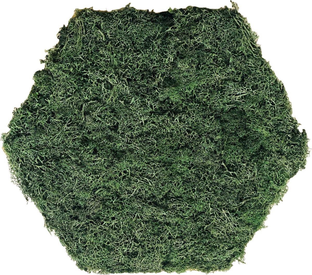 MiMi Innovations Hexagon Wanddecoratie met Rendiermos - Adem Natuur in Jouw Ruimte met Groene Accenten, 32x37x2cm