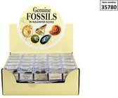 Fossiles en boîte loupe (100% réels) 4x4x4 cm
