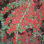 Cotoneaster horizontalis - Dwergmispel - 20-25 cm in pot: Struik met horizontaal groeiende takken en rode bessen in de herfst.
