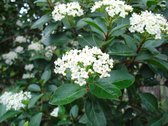 Viburnum Tinus - Sneeuwbal - 30-40 cm in pot: Winterharde groenblijvende struik met witte bloesemtrossen