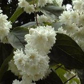 Deutzia Magnifica - Bruidsbloem - 60-80 cm in pot: Struik met grote, witte bloemtrossen in het voorjaar.