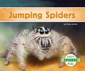 Spiders - Jumping Spiders
