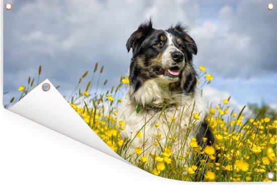 Border Collie parmi les belles fleurs jaunes Affiche de jardin 180x120 cm - Toile de jardin / Toile d'extérieur / Peintures d'extérieur (décoration de jardin) XXL / Grand format!