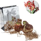 Amaryllis bloembollen gestreept - 2 stuks - in geschenkverpakking - bolmaat 32