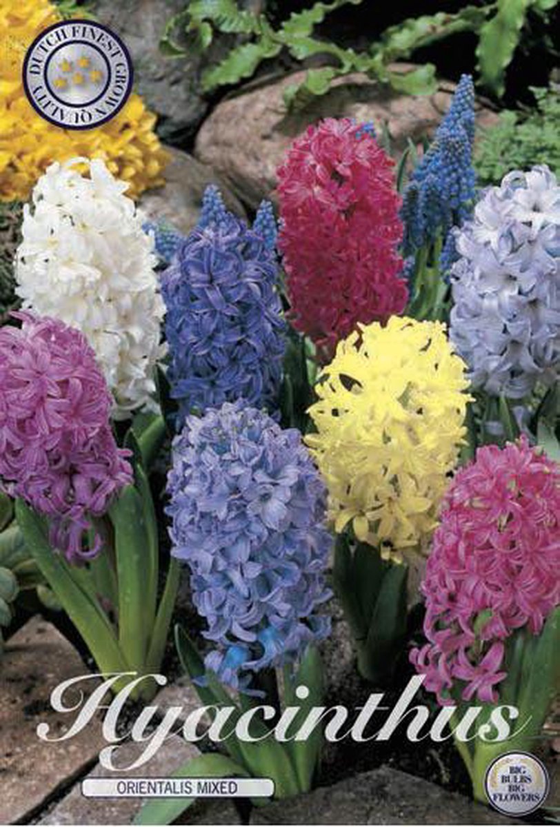 Mixed Hyacinthus Orientalis 6 bloembollen bolmaat 15/16