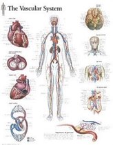 Vascular System Laminated Poster