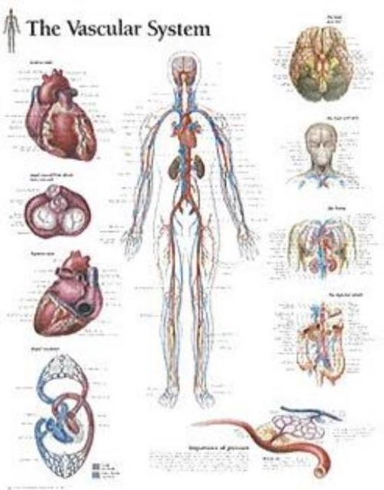 Foto: Vascular system laminated poster