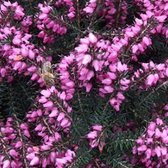 12 x Erica darleyensis Rood - Winterheide, dopheide 12-15 cm in pot - Een Bloeiende Bodembedekker