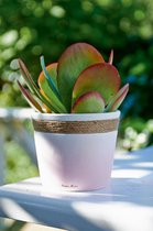 RM Summer Faded Planter Pink