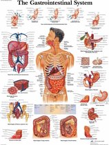 Het menselijk lichaam - anatomie poster spijsvertering (gelamineerd, 50x67 cm) + ophangsysteem
