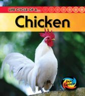 Life Cycle of a Chicken