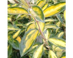 Elaeagnus ebbingei 'Limelight' - Olijfwilg 30-40 cm in pot