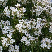 Choisya 'Aztec Pearl' - Choisya - 30-40 cm in 2 liter pot (smal blad en geurige witte bloemen in het voorjaar)