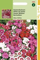 Hortitops Zaden - Dianthus Barbatus Wee Willie Gemengd