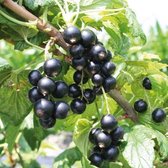 Jostabes - bessenstruik - Nidirigolaria Josta - kleinfruit - fruitstruik - plant - eigen fruit kweken