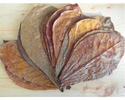 Catappa Bladeren (100 stuks)