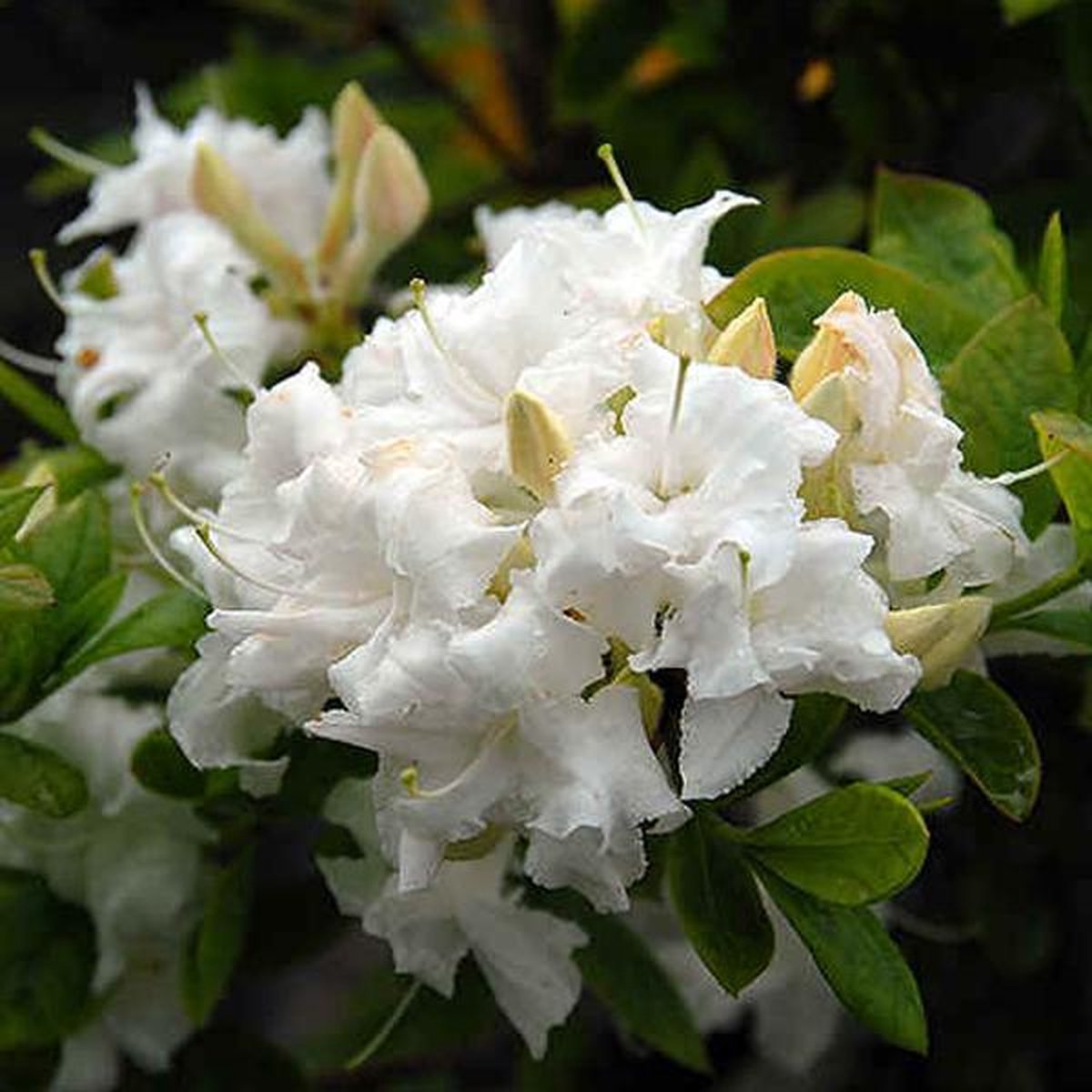 Azalea japonica Wit - Azalea - 40-50 cm in pot: Struik met helderwitte bloemen